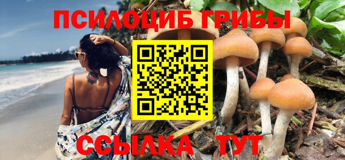 Псилоцибиновые грибы Psilocybe Великий Новгород