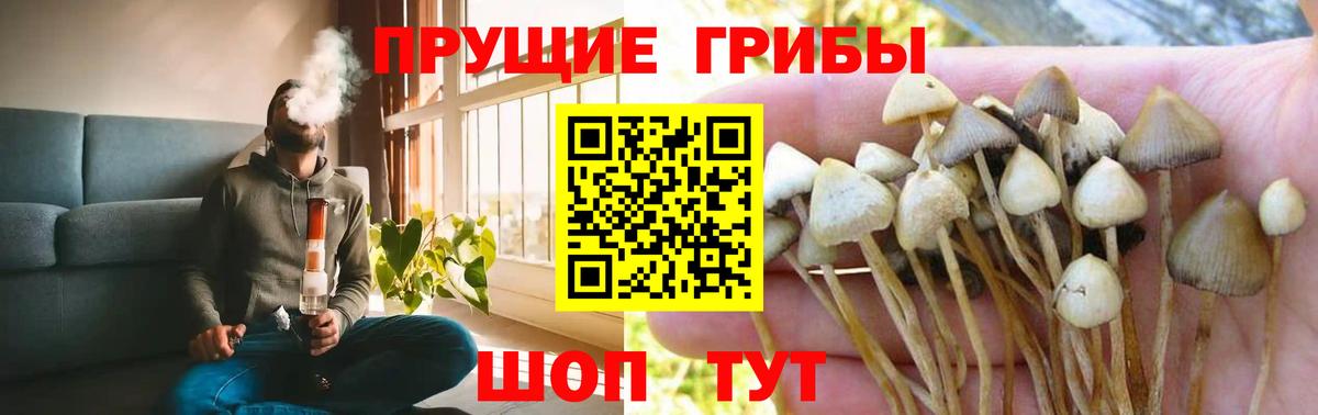 Великий Новгород  Псилоцибиновые грибы прущие грибы  Вход с VPN 